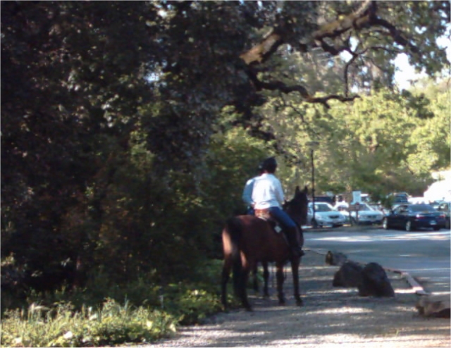 Horses