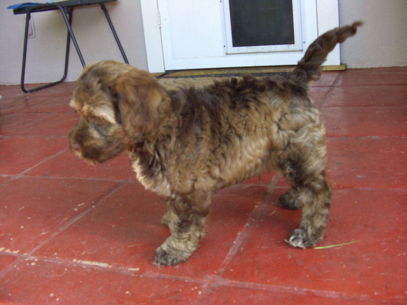 New Puppy
