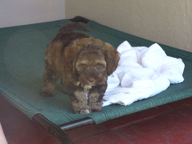 New Puppy