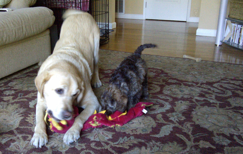 Lucky and Jaxon Playing