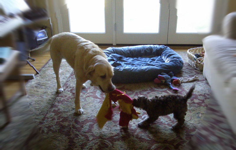 Lucky and Jaxon Playing Tug-o-war