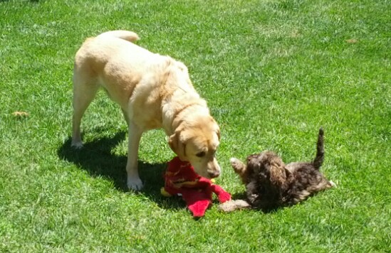 Lucky and Jaxon Playing