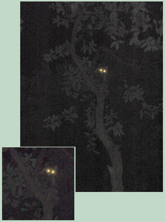 First Wildlife Shot
