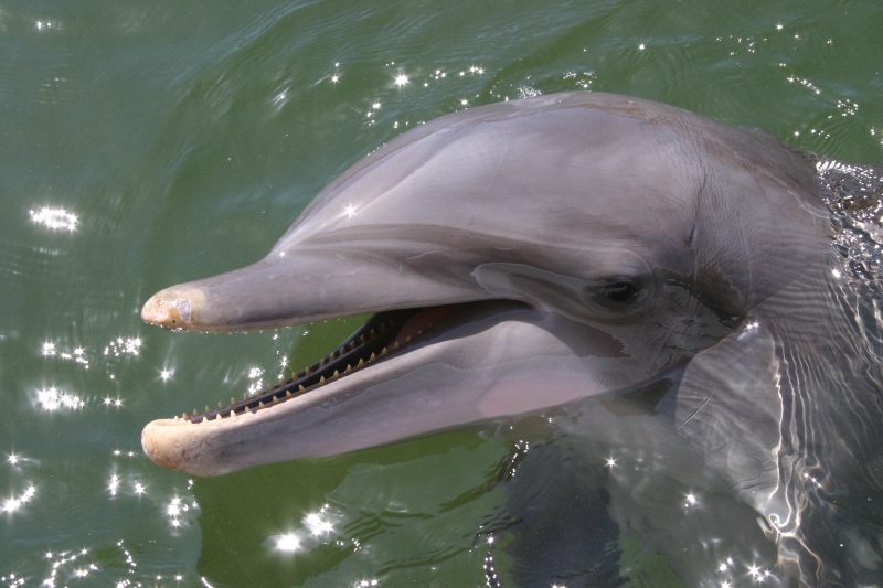 Smiley Dolphin