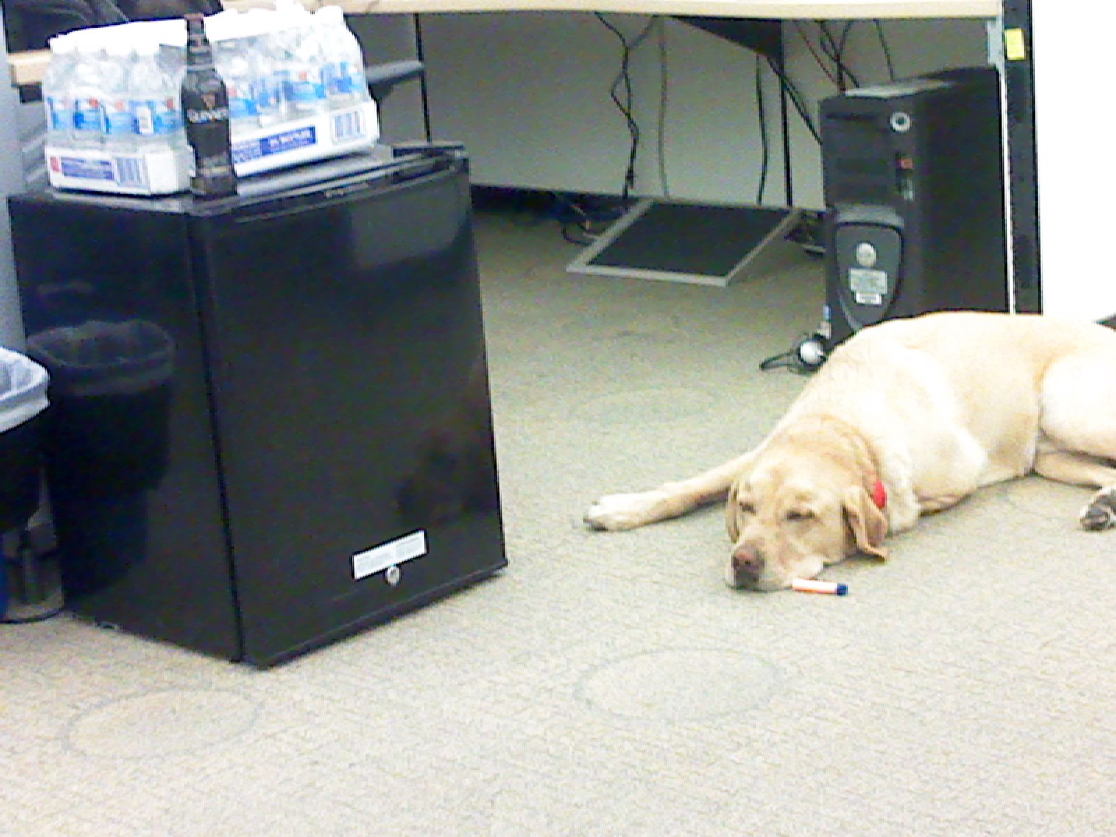 Lucky guarding my work beer fridge