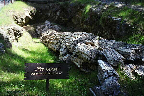 Petrified Forest
