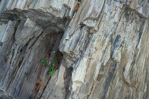 Petrified Forest
