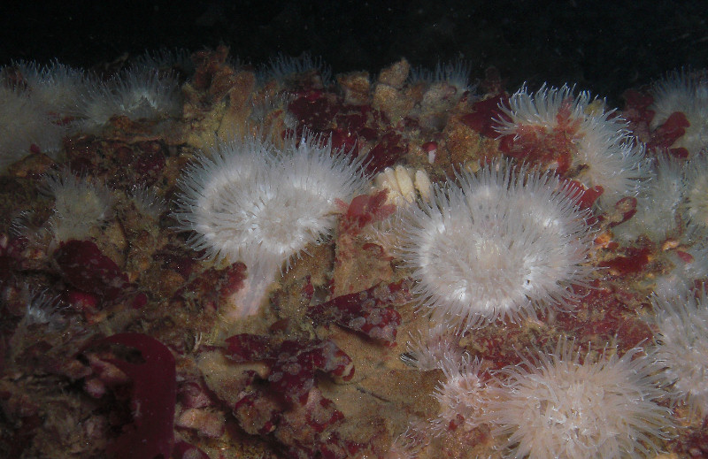 Anemones