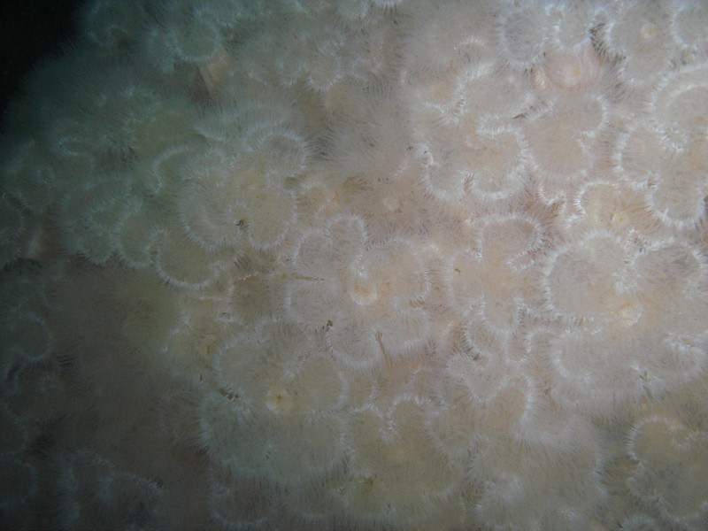 Metridium