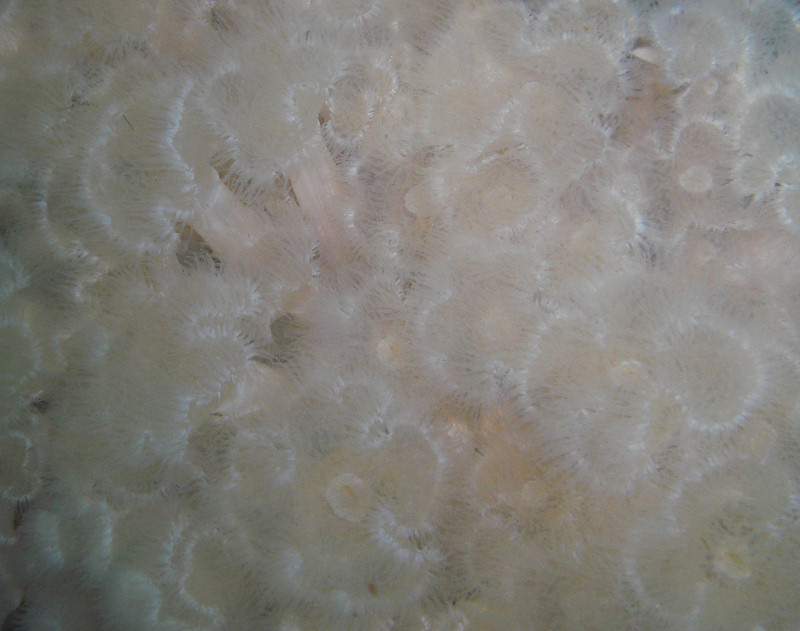 Metridium
