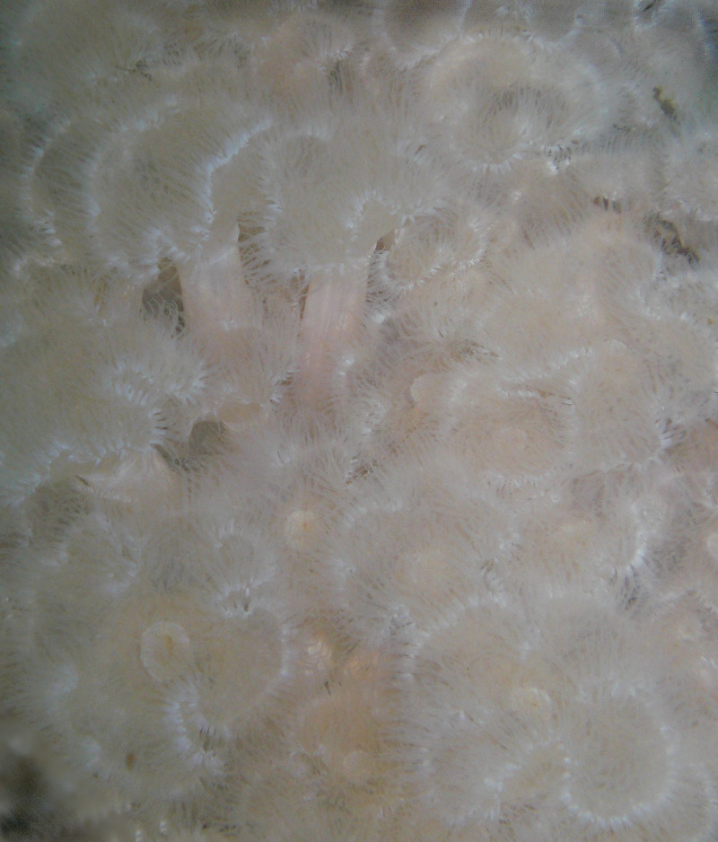 Metridium