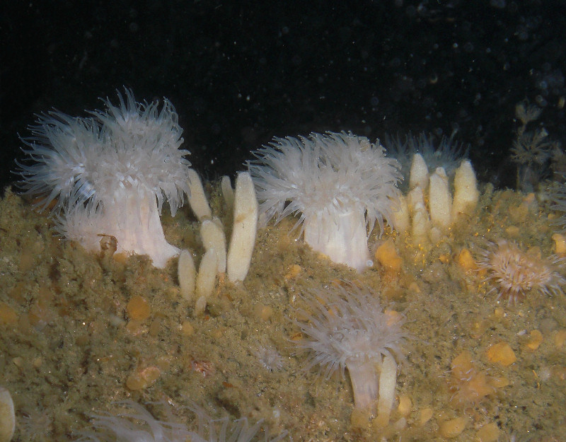 Anemones