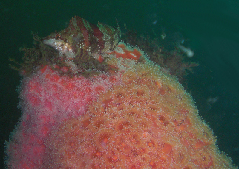 Painted Greenling