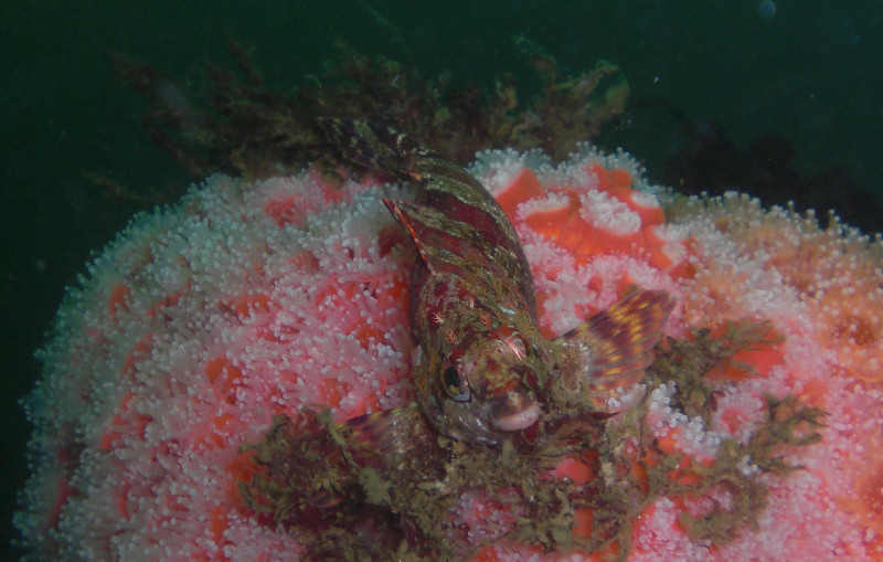 Painted Greenling
