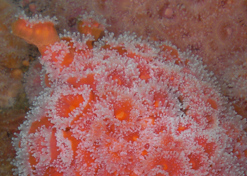 Strawberry Anemone